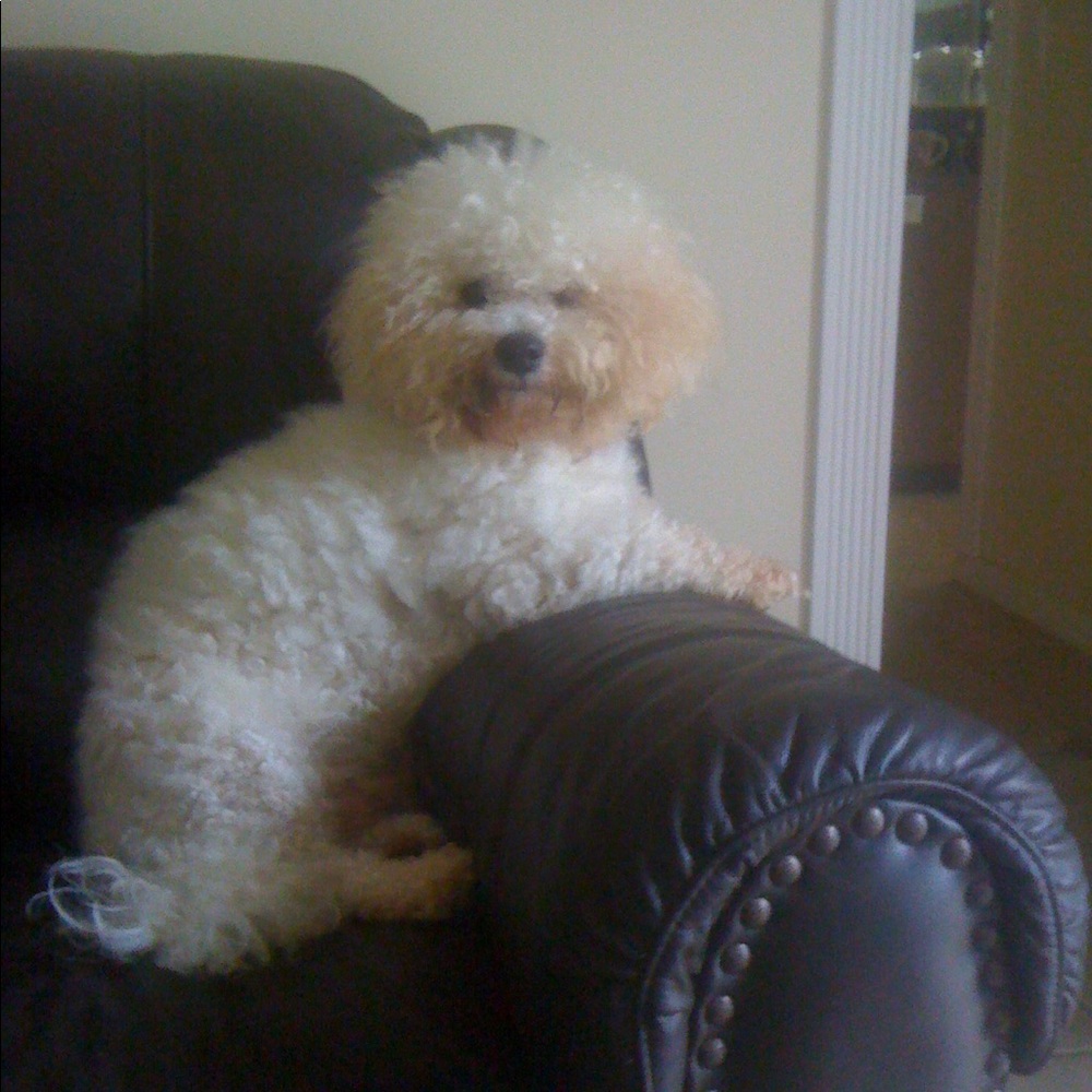 Meet your Posher, Rhiannon